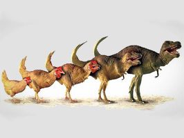 Динозавры - предки кур 