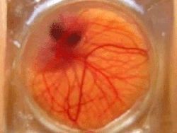 Ученые создали прозрачную скорлупу, чтобы видеть, как развивается эмбрион