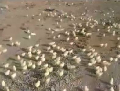 В Пакистане сотни цыплят вылупились из выброшенных яиц 