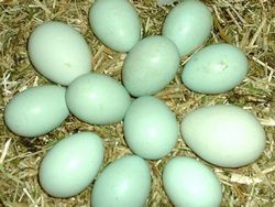 Куры породы Араукана несут яйца с зеленым или бирюзовым оттенком скорлупы.