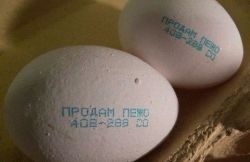 Директор птицефабрики оповестил о продаже своего автомобиля на яйцах