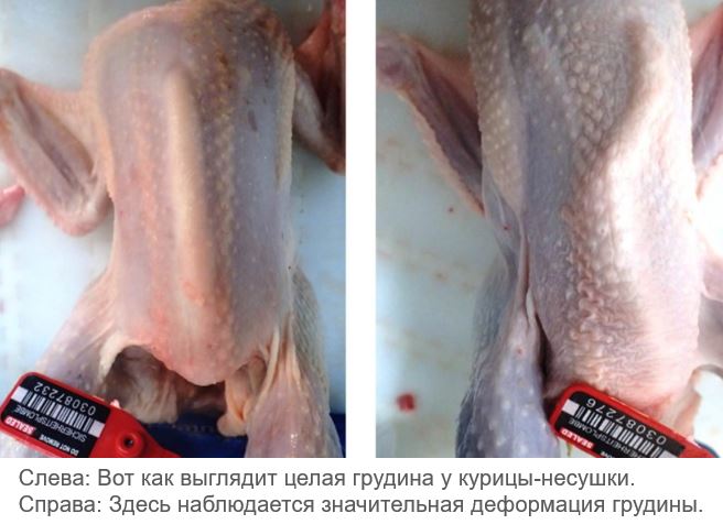 Повреждение грудной клетки у несушек